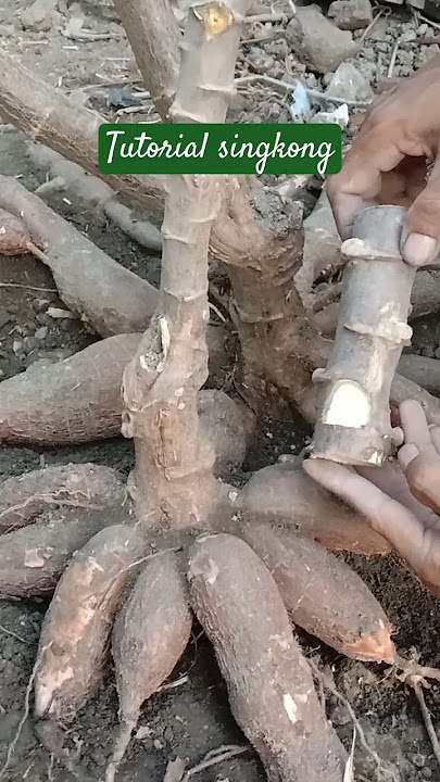 cara tanam singkong yang baik agar berbuah banyak #natural #singkong #menanamsingkong #buahlebat