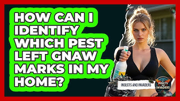 How Can I Identify Which Pest Left Gnaw Marks In My Home? - Insects and Invaders