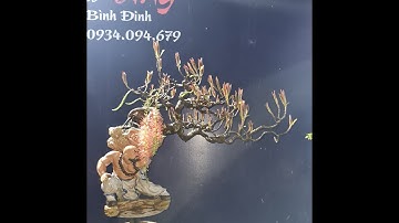 Bonsai Ứng | Giao lưu cùng ace cây lộc vừng. Ace xin liên hệ 0934 094 679 Ứng. Xin cảm ơn !!!