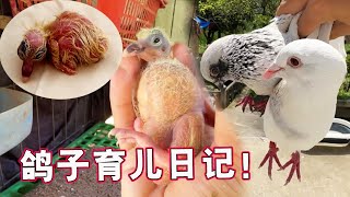 Pigeon Parenting Diary