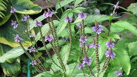 Cỏ roi ngựa (mã tiền thảo) điều trị bệnh cổ trướng xơ gan cổ trướng