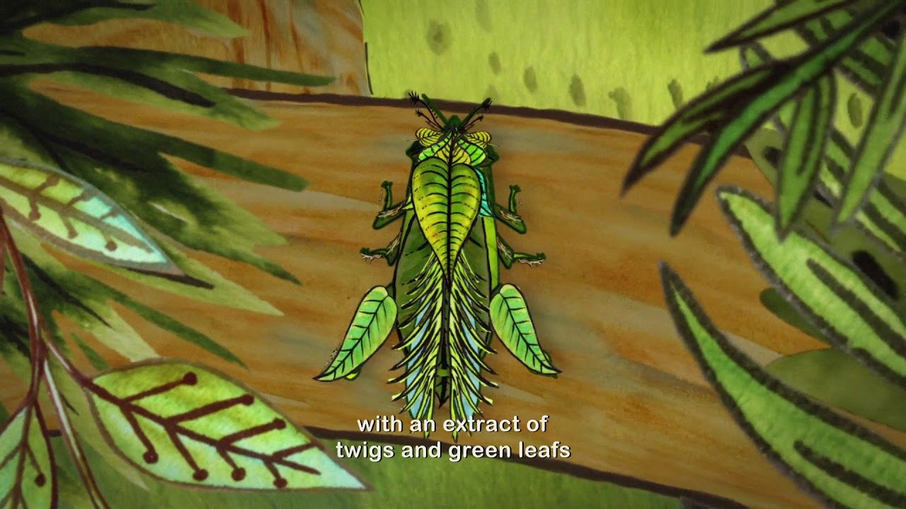 Yaqui: The Sorcerer Cricket (Narrated in Yaqui)