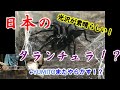 日本のタランチュラを飼育します！YUMITOまた、やらかす？