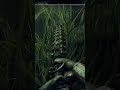 Oh baby a Triple! - 2v8 Dead by Daylight dbd #deadbydaylight #dbd #2v8