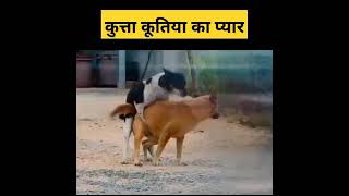 320px x 180px - Dog Sex | Kutta Kutti Porn | Sex | Animal Sex | Animal meeting | dog  meeting #shorts #comedy #tiktok - YouTube