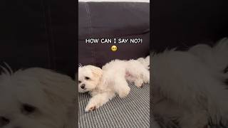 This Is How Casper My Maltipoo Asks for Attention 🐶 #shorts
