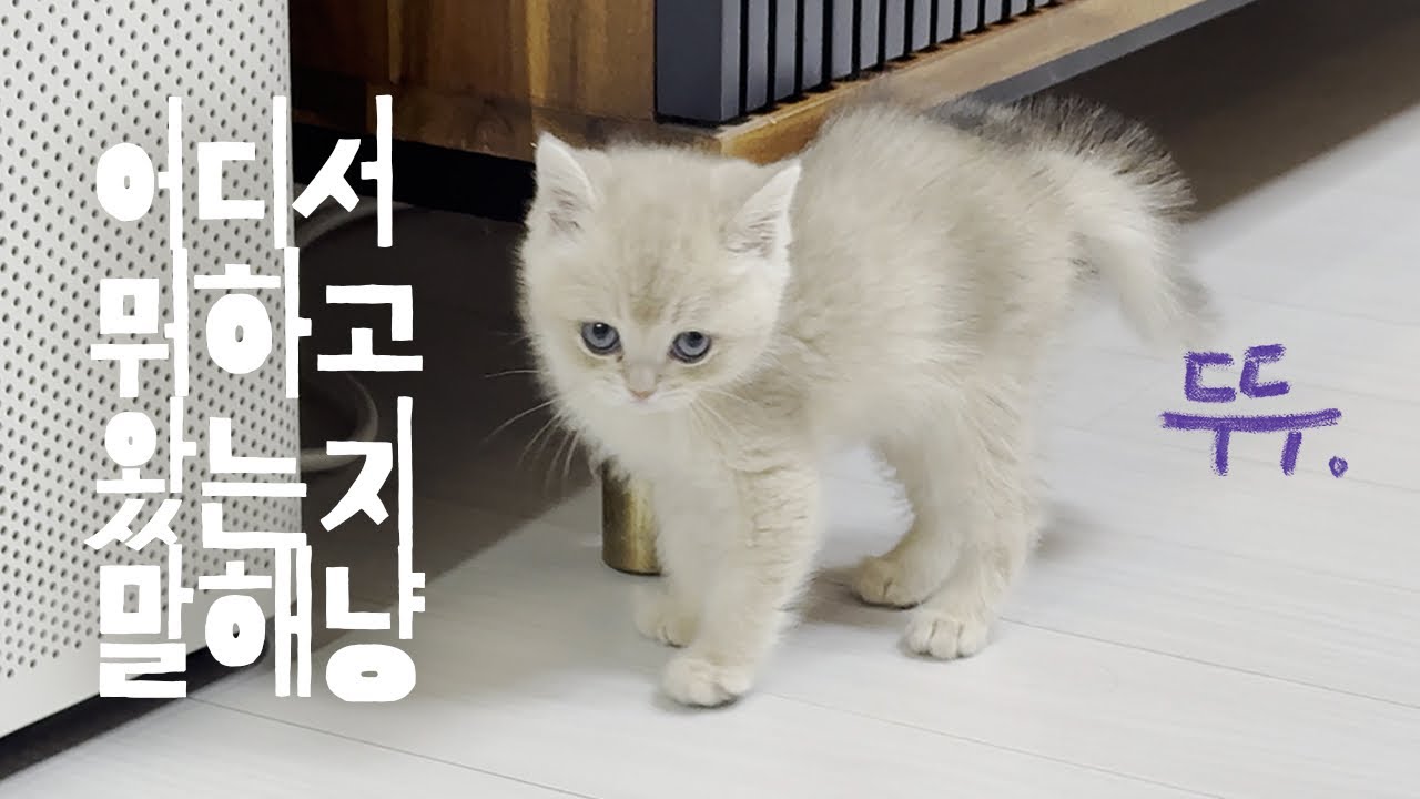 🐾브숏 아기맹수 고양이 두두🐱에게 취조당했습니다!!🕵️ #브리티시숏헤어 #고양이브이로그