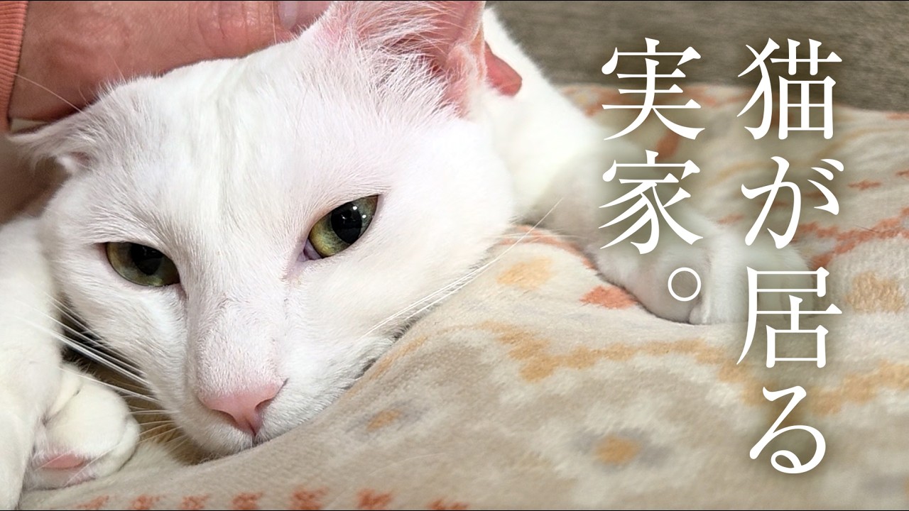 Dear cat, I'll give you 10 seconds. - YouTube