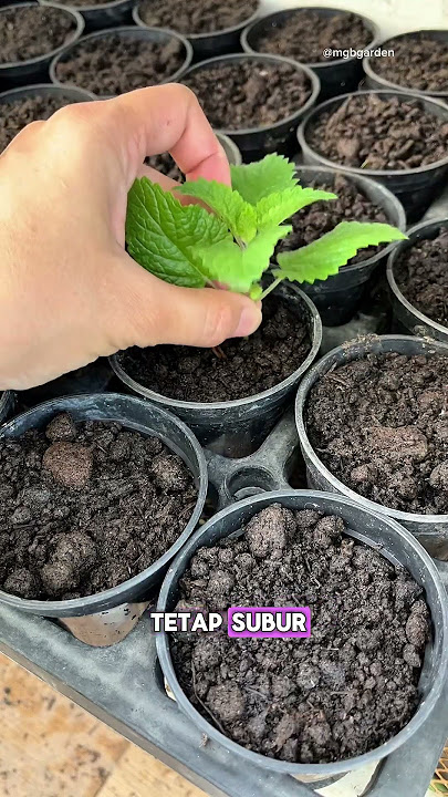 Berkebun di Lahan Sempit