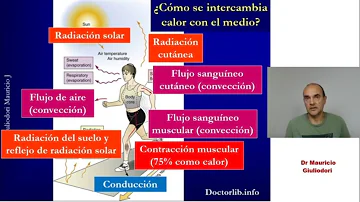 ¿Cómo influye la homeostasis en la temperatura corporal?