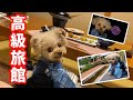 【日光旅行②】犬と高級旅館の貴賓室に1泊したら最高すぎたｗ【トイプードル】