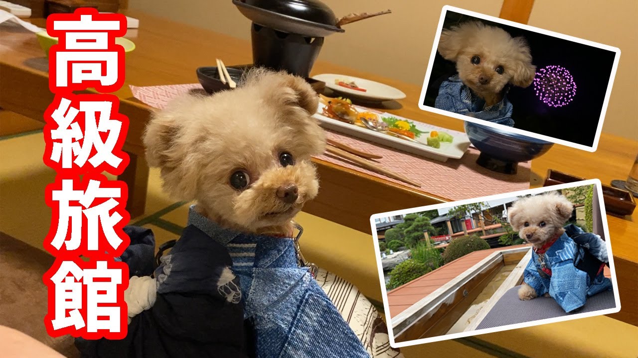 【日光旅行②】犬と高級旅館の貴賓室に1泊したら最高すぎたｗ【トイプードル】
