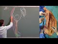 Mmoire anatomie muscles de la patte doie