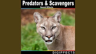 Download Lagu Lion Moans and Roars from Inside Version 4 Download Lagu Lion Moans and Roars from Inside Version 4