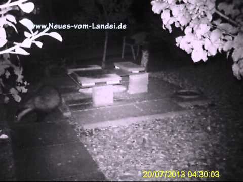 Nachts im Garten - Unerwartete Besucher vor der Wildkamera