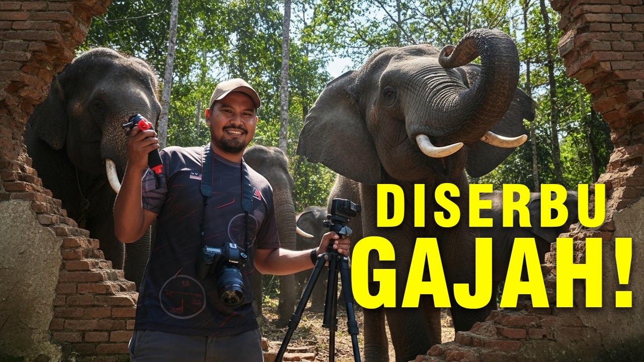 Di Serbu Gajah! Trip Bajet Jumpa Gajah 🐘 Worth It Ke?