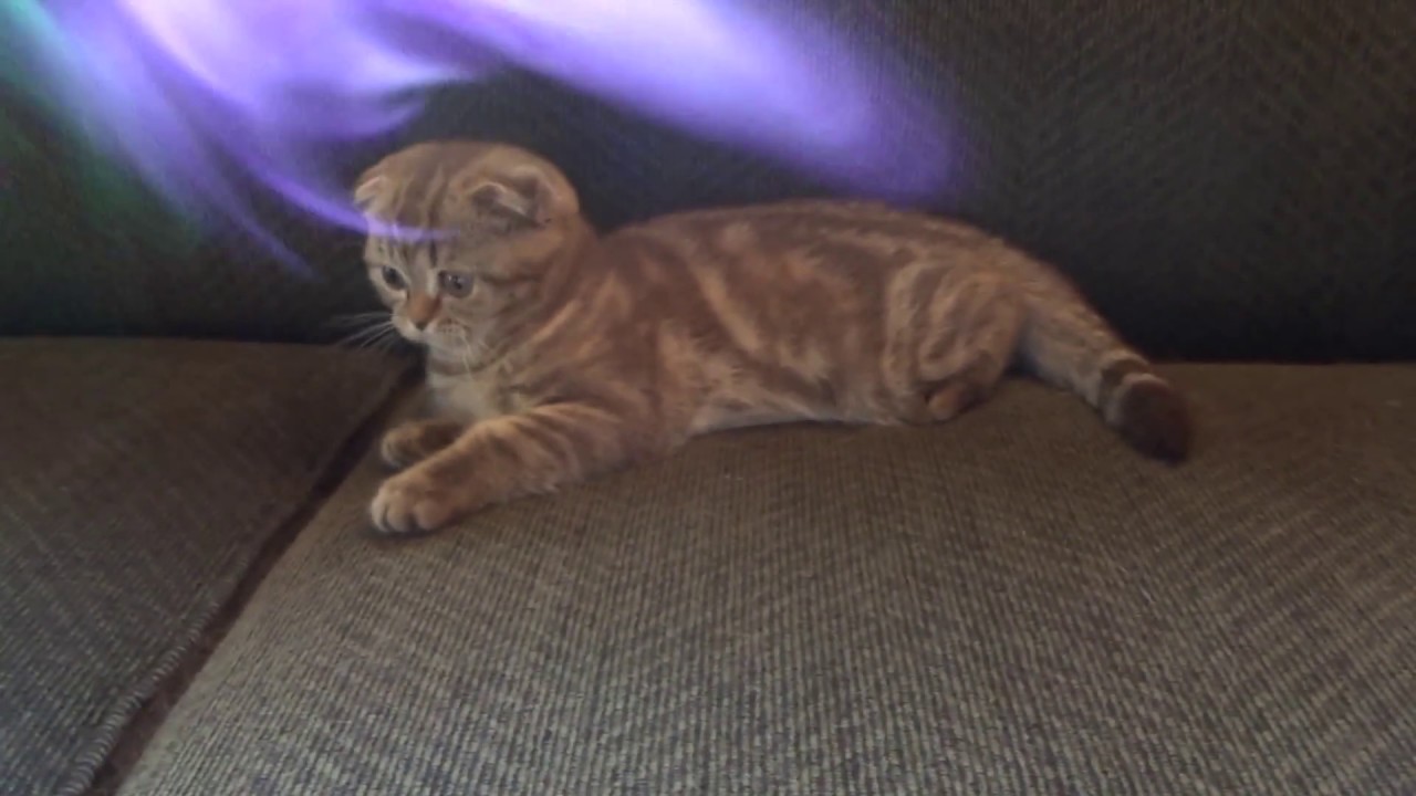 Chocolate Classic Tabby Scottish Fold Kitten Youtube