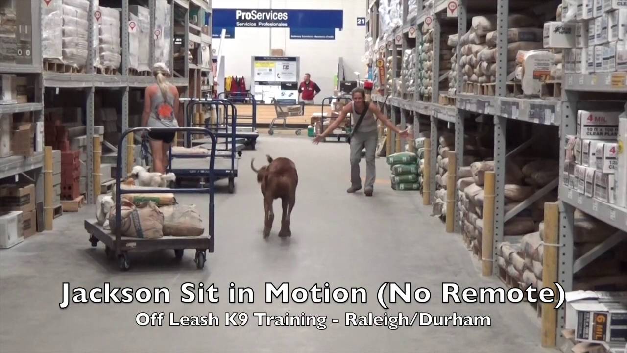 6yo Rhodesian Ridgeback