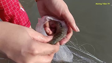 Hành Trình Đi Giăng Lưới Bắt Cá Rô Phi|Journey To Catch Tilapia Net/Hương Trầm TV