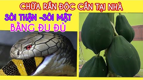 Chữa Rắn Độc Cắn,  Sỏi Thận Và Sỏi Mật Bằng Quả Đu Đủ