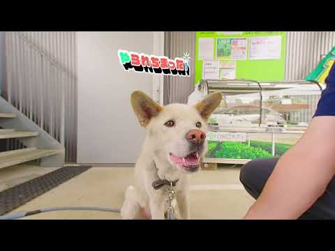 【180VR 4K 3D】大木無線電気の看板犬 QOOちゃん