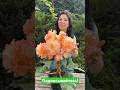 Клубневая бегония Fred Martin #begonia #бегонии
