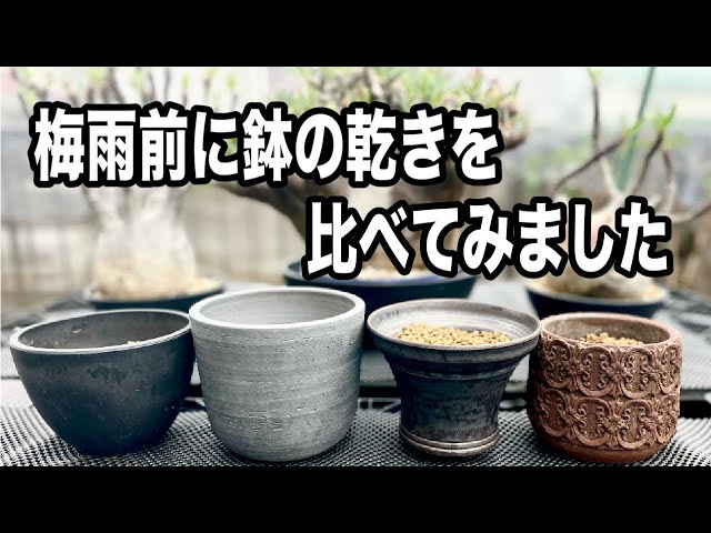 『塊根植物/コーデックス」　』梅雨前に鉢の乾きを比べてみました
