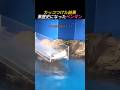 カッコつけた結果黒歴史になったペンギン
