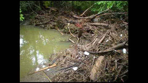 Yard Waste Management to Protect Water Quality