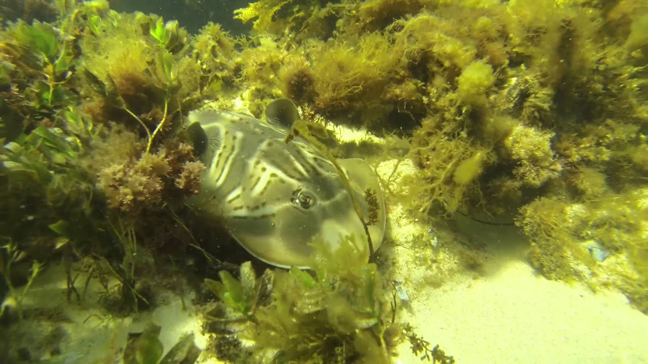 Southern Fiddler Ray!