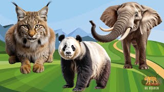 Wild Animal Sounds In Nature: Lynx, Panda, Elephant, Hedgehog, Jellyfish | Animal Moments