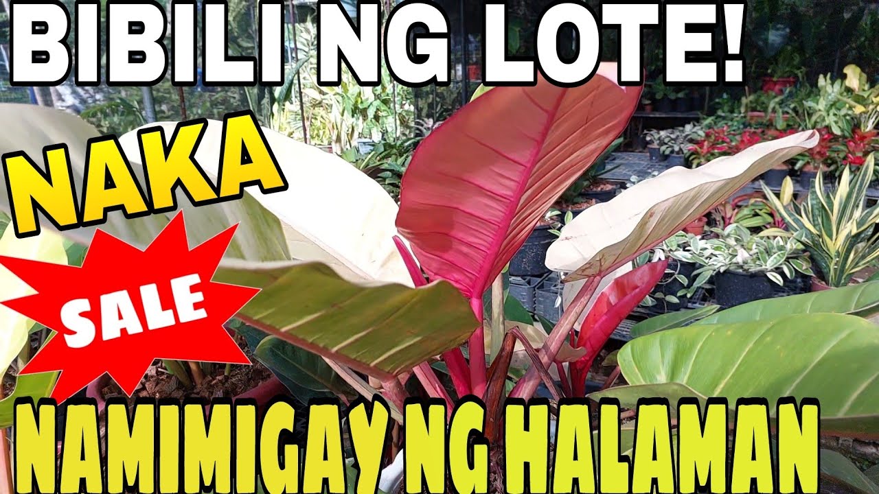 GARDEN TOUR || NENE'S GARDEN NAKASALE!#gardening #everyone #garden #plants #sale #vlog @silangcavite