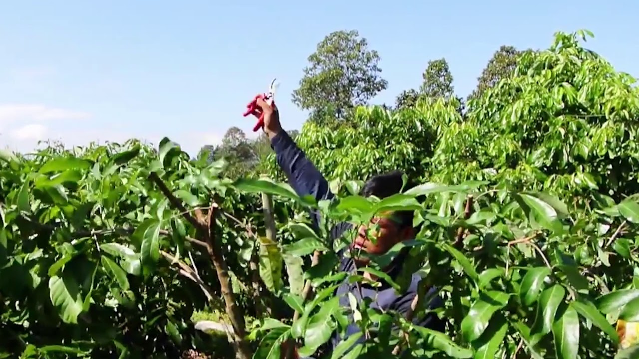 เทคนิคการตัดแต่งกิ่งลำไย