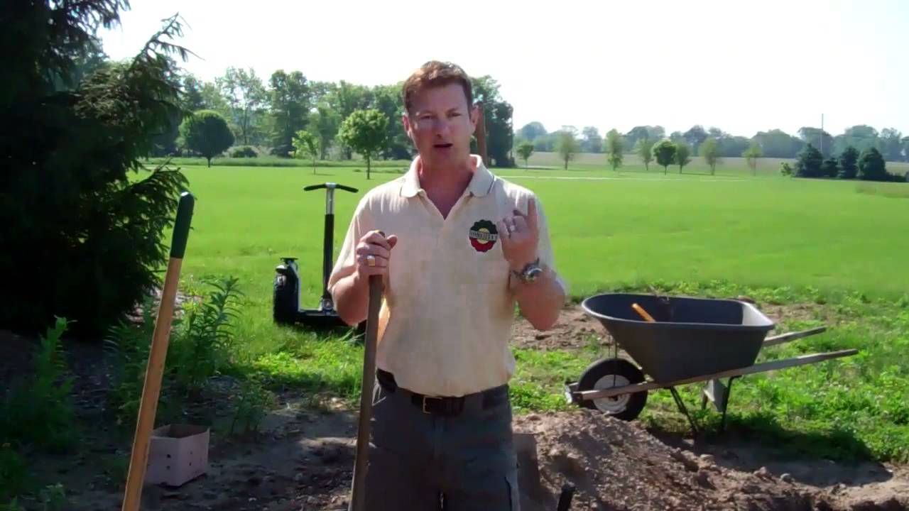 Planting Asparagus Crowns YouTube