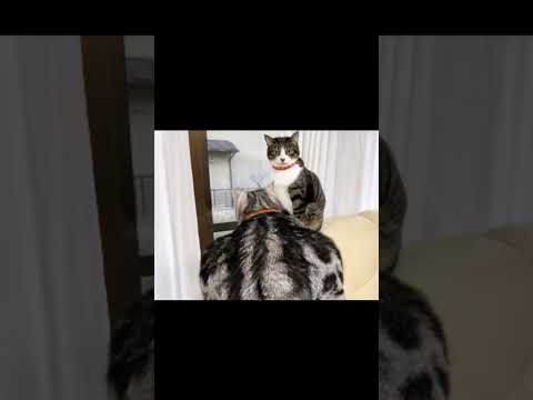 Strange funny cats 2 | Credits to kekeflipnote (Song: night dancer)
