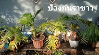 อาบแดดบอนไซมะพร้าว ราขาวชอบขึ้นดีนัก Bonsai kelapa coconut Bonsai