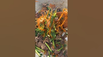 Hủ tiếu xào lòng vịt miền Tây món ăn tuổi thơ cô chú anh chị ơi #mientay #monanmientay #viral