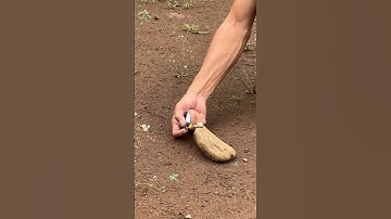 PETASAN PEPERETEKAN DARI KEMBANG API #trending #viral #shortvideo #shorts #petasan