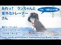 あれっ？　ランちゃんと意外なトレーナーさん【2020年7月6日　鴨川シーワールド　シャチパフォーマンス】Killer whale performance, Kamogawa Sea World,