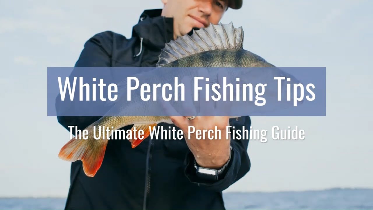 White Perch Fishing Tips | The Ultimate White Perch Fishing Guide