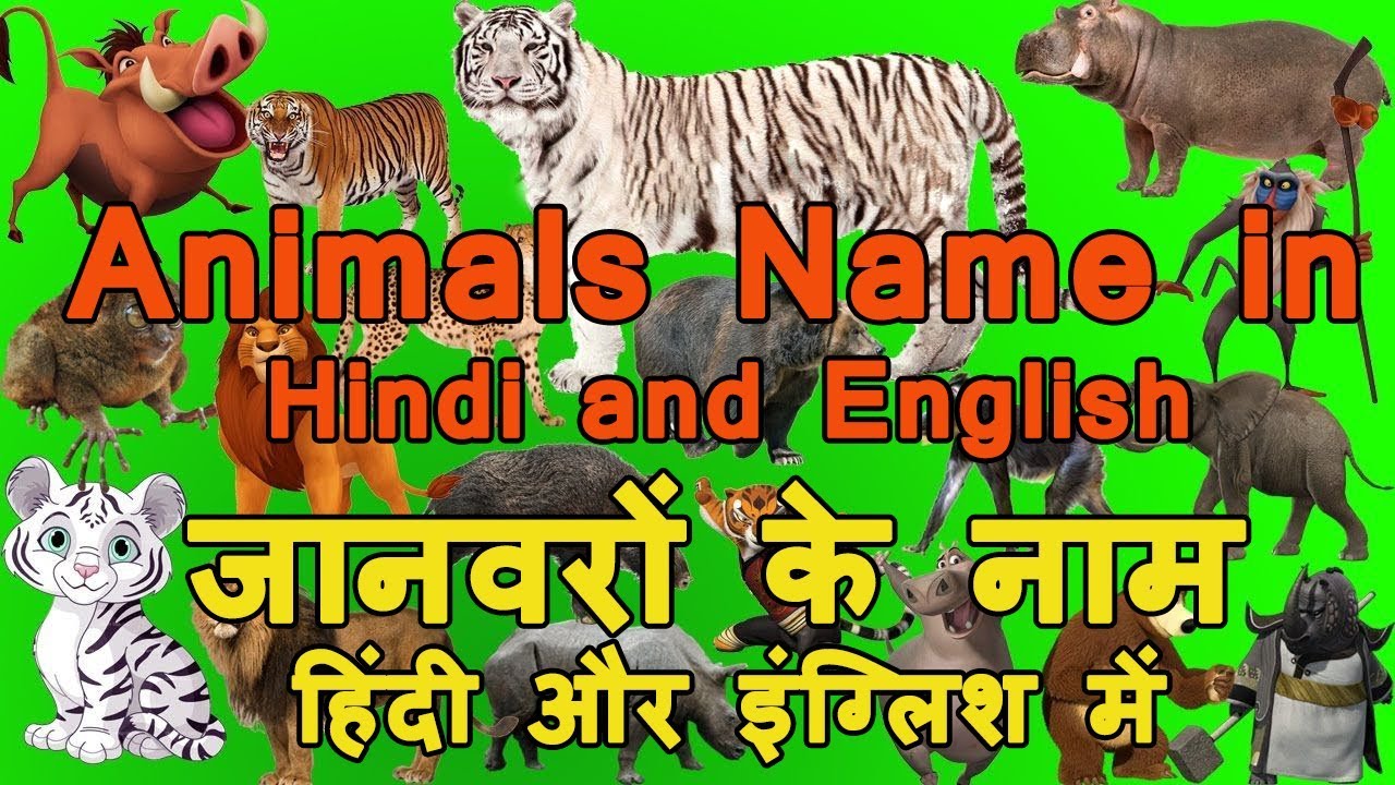 Animals Name in Hindi and English - जानवरों के नाम हिंदी और इंग्लिश में For  Children | Learn English - YouTube