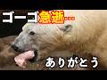 訃報 ホッキョクグマ ゴーゴ急逝 移動準備中に何が起きたのか Polar Bear Gogo Dies Suddenly What Happened During The Move