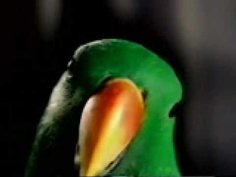 Eclectus Parrot- Aruensis Red-Sided -TV Star of a ...