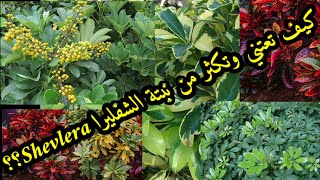 كيف تعتني وتكثر من نبتة الشفليرا Shevlera؟؟