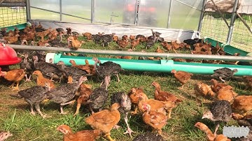 Rock Bottom Ranch: Moving the Mobile Hoop Coop