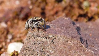 Jumping Spider Hunting On A Rock