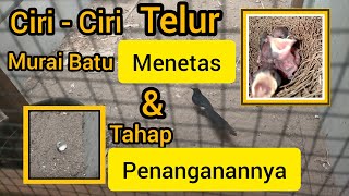 Ciri-Ciri Telur Murai Batu Mulai Menetas