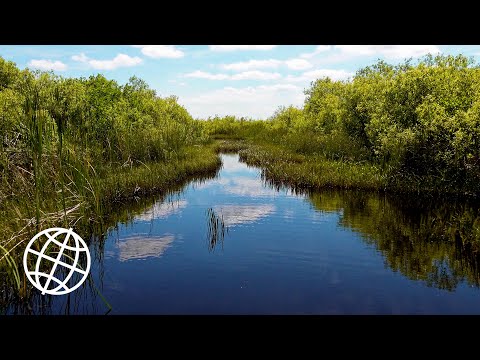 Everglades National Park, Florida, USA  [Amazing Places 4K]