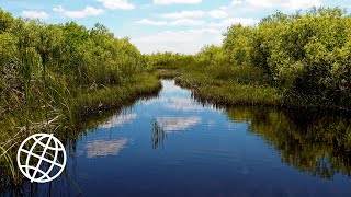 Everglades National Park Florida Usa Amazing Places 4K