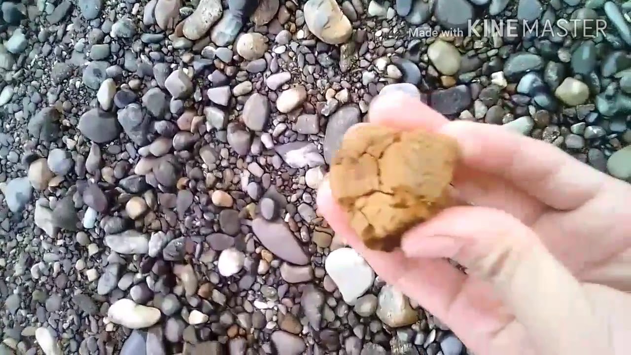 Eric Marquez (earth and life science) camera iphone 8 plus apk